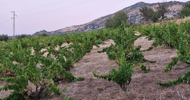 La Denominación de Origen Protegida Montilla-Moriles inicia oficialmente la vendimia 2026 con unas previsiones que invitan al optimismo