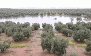 Luz verde al observatorio de aves en la Laguna del Rincón del Muerto para impulsar el turismo de naturaleza y medioambiental